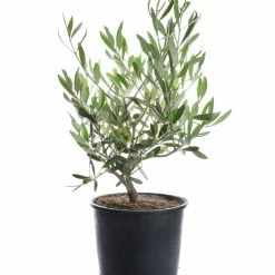 Exotic Flora Olive Fruit Plant - Exotic Fruit Plant