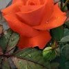 Exoticflora Year Round Flowering Plants Orange Rose - Flowering Plants