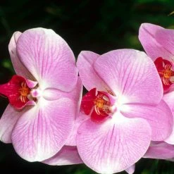 Exoticflora Phalaenopsis Hybrid/Orchids Pink - Gift Plants Flowering Plants For Balcony