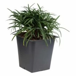 Exoticflora Mondo Grass Dwarf - Ornamental Plants