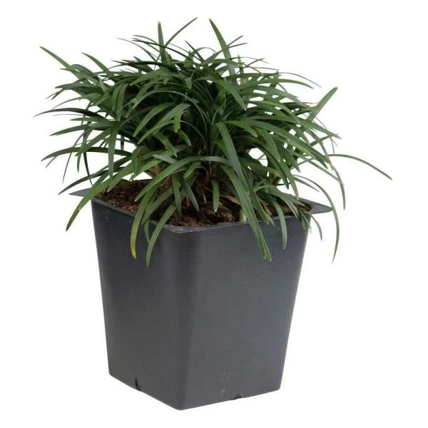 Exoticflora Mondo Grass Dwarf - Ornamental Plants 1 Exoticflora Mondo Grass Dwarf - Ornamental Plants