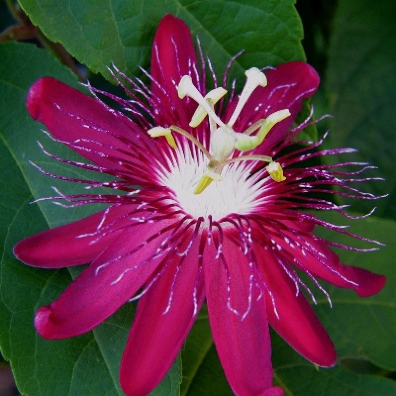Exoticflora Passion Flower Pink - Creepers & Climbers 2 Exoticflora Passion Flower Pink - Creepers & Climbers