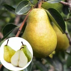 Exoticflora Babugosha/Indian Pear - Fruit Plants & Tree