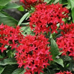 Exoticflora Year Round Flowering Plants Pentas Red - Flowering Plants