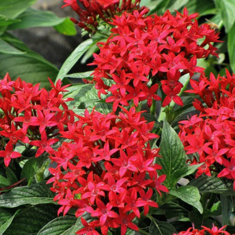 Exoticflora Year Round Flowering Plants Pentas Red - Flowering Plants 2 Exoticflora Year Round Flowering Plants Pentas Red - Flowering Plants