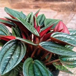 Exoticflora Peperomia Rosso -Gift Plants