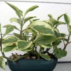 Exoticflora Peperomia Variegated - Indoor Plants