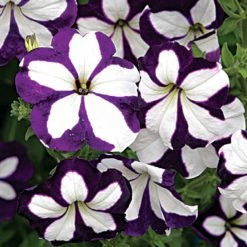 Exoticflora Petunia Purple And White - SEASONALS