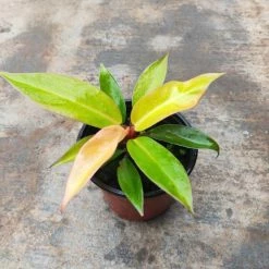 Exoticflora Philodendron Prince - Indoor Plants