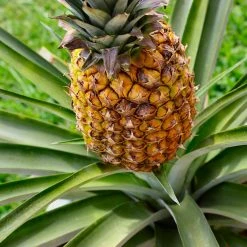 Exoticflora Pine Apple - Fruit Plants & Tree Fruit Plants To Grow In Pots