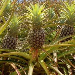 Exoticflora Pine Apple - Fruit Plants & Tree Fruit Plants To Grow In Pots