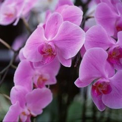 Exoticflora Phalaenopsis Hybrid/Orchids Pink - Gift Plants Flowering Plants For Balcony