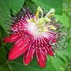 Exoticflora Passion Flower Pink - Creepers & Climbers