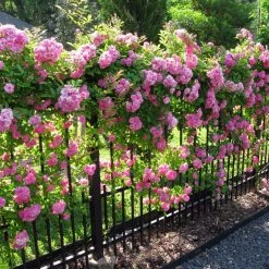 Exoticflora Perfuming Flowering Plants Rosa Crimson Glory Pink - Creepers & Climbers