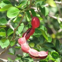 Exoticflora Pithecellobium Dulce/Manila Tamarind - Fruit Plants & Tree