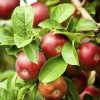 Exoticflora Grafted Fruit Plants Apple Red (Grafted) - Fruit Plants & Tree