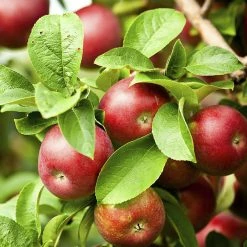 Exoticflora Grafted Fruit Plants Apple Red (Grafted) - Fruit Plants & Tree