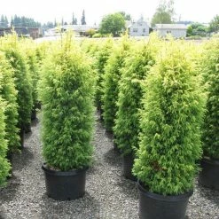 Exoticflora Juniperous Golden Govind - Ornamental Shrubs