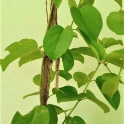 Exotic Flora Podapatri / Gymnema Sylvestre / Madhunashini - Medicinal Plant