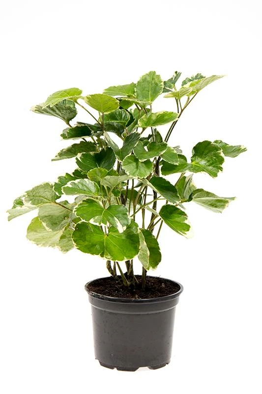Exoticflora Aralia/Polyscias Balfouriana - Ornamental Plants Indoor Plants 2 Exoticflora Aralia/Polyscias Balfouriana - Ornamental Plants Indoor Plants