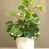 Exoticflora Aralia/Polyscias Balfouriana - Ornamental Plants Indoor Plants