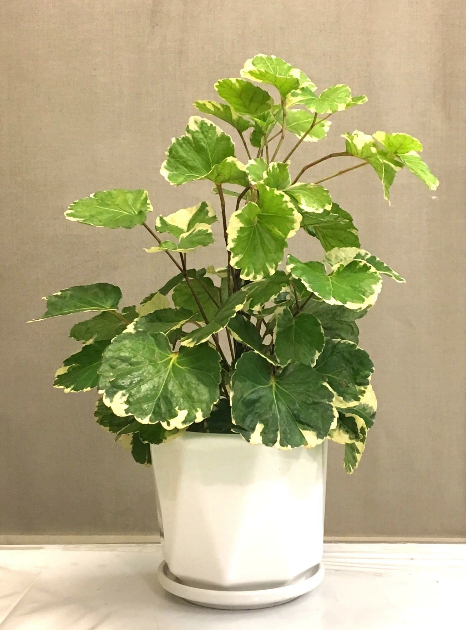 Exoticflora Aralia/Polyscias Balfouriana - Ornamental Plants Indoor Plants 1 Exoticflora Aralia/Polyscias Balfouriana - Ornamental Plants Indoor Plants