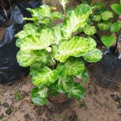 Exoticflora Aralia/Polyscias Balfouriana - Ornamental Plants Indoor Plants 5 Exoticflora Aralia/Polyscias Balfouriana - Ornamental Plants Indoor Plants