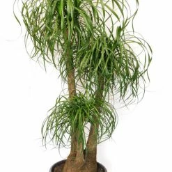 Exoticflora Ponytail Palm/Elephant Foot Palm - Palms
