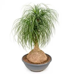 Exoticflora Ponytail Palm/Elephant Foot Palm - Palms