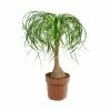 Exoticflora Ponytail Palm/Elephant Foot Palm - Palms