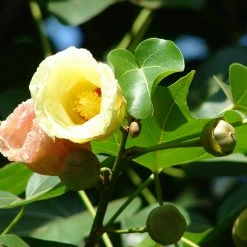 Exoticflora Flowering Trees Portia Tree/Paras Peepal - Avenue Trees