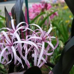 Exoticflora Crinum Lily Purple - Flowering Plants Ornamental Plant