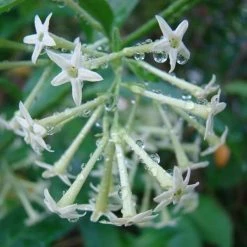 Exoticflora Creepers & Climbers Flowering Cestrum Nocturnum/Raat Ki Rani - Flowering Plants
