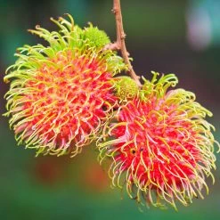 Exoticflora Rambutan Fruit - Fruit Plants & Tree