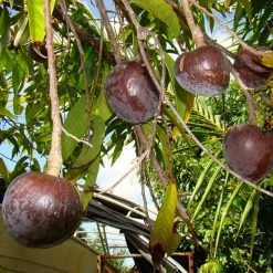 Exoticflora Bullock Heart/Ramphal (Grafted)- Fruit Plants & Tree
