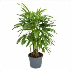 Exoticflora Rhapis/Lady Palm - Palms