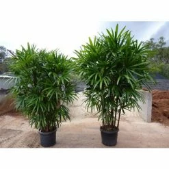 Exoticflora Rhapis/Lady Palm - Palms