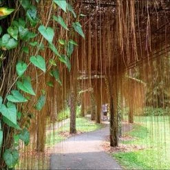 Exoticflora Cissus Nodosa/Princess Vine - Creepers & Climbers