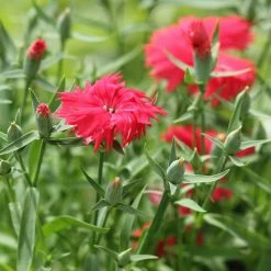 Exoticflora All Flowering Plants Dianthus Red - SEASONALS