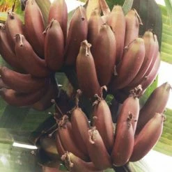 Exoticflora Exotic Fruit Plants Red Banana/Red Chakrakeli - Fruit Plants & Tree