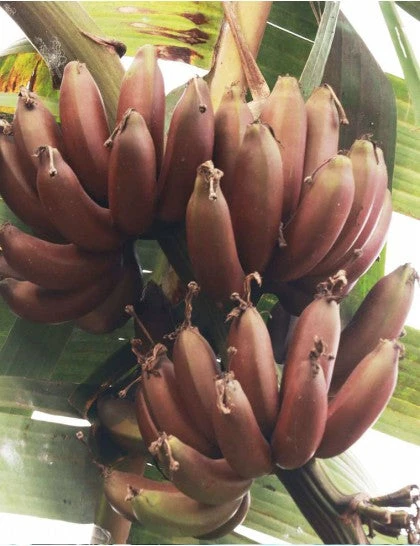 Exoticflora Exotic Fruit Plants Red Banana/Red Chakrakeli - Fruit Plants & Tree 2 Exoticflora Exotic Fruit Plants Red Banana/Red Chakrakeli - Fruit Plants & Tree