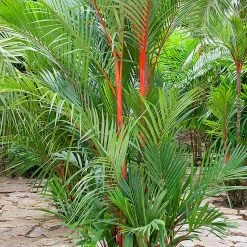Exoticflora Cyrtostachys Renda C.lakka - Palms