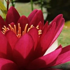 Exoticflora Water Lily Red - Aquatic Plants
