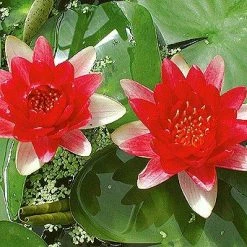 Exoticflora Water Lily Red - Aquatic Plants