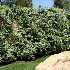 Exotic Flora Trachelospermum Jasminoides - Creepers & Climber