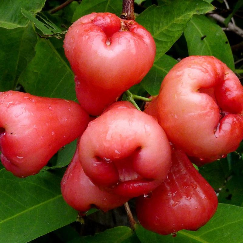 Exoticflora Water Apple Hybrid Red - Fruit Plants & Tree Exotic Fruit Plants 2 Exoticflora Water Apple Hybrid Red - Fruit Plants & Tree Exotic Fruit Plants