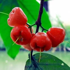 Exoticflora Water Apple Hybrid Red - Fruit Plants & Tree Exotic Fruit Plants