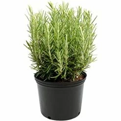 Exoticflora Kitchen Plants & Spice Plants Rosemary Plant - Herbs