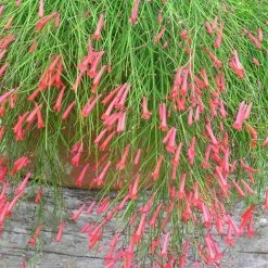 Exoticflora Russelia Equisetiformis Red - Ornamental Flowering Plants All Flowering Plants