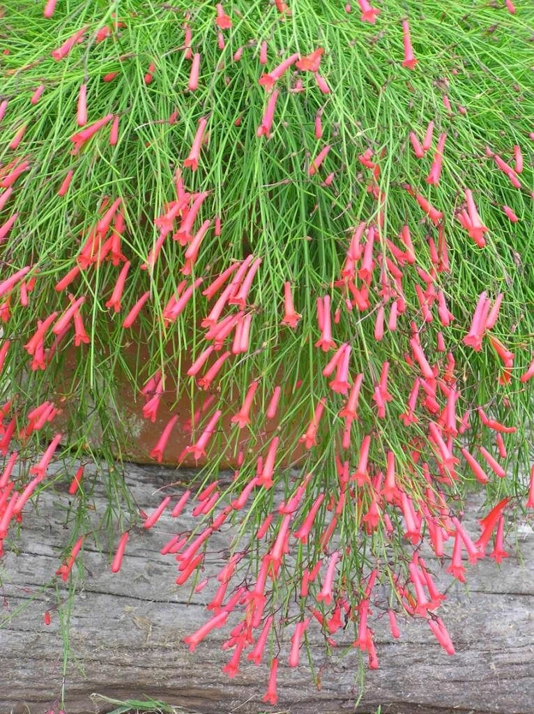Exoticflora Russelia Equisetiformis Red - Ornamental Flowering Plants All Flowering Plants 2 Exoticflora Russelia Equisetiformis Red - Ornamental Flowering Plants All Flowering Plants